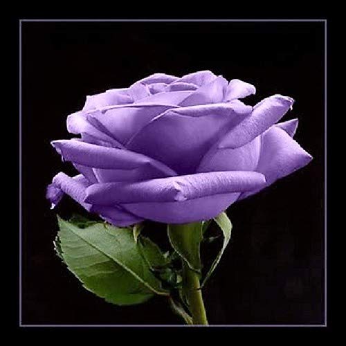 Amazon.com : 5 PURPLE ROSE Rosa Bush Shrub Perennial Flower